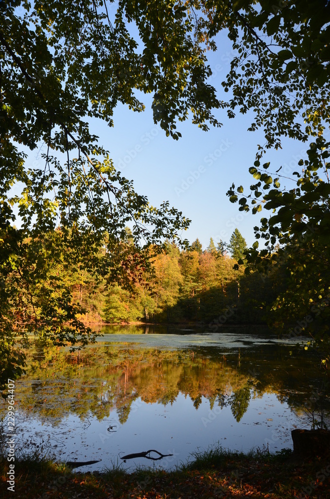 Obraz premium Weiher im Wald