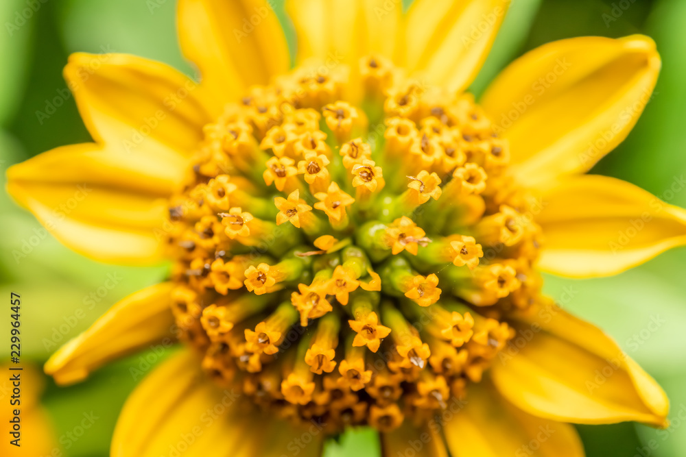 Fototapeta premium Yellow Flower Pollen Macro Closeup In Summer