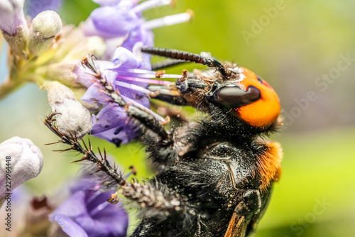 Japanese Giant Hornet (Vespa Mandarinia Japonica) Gathering Flower Pollen photo