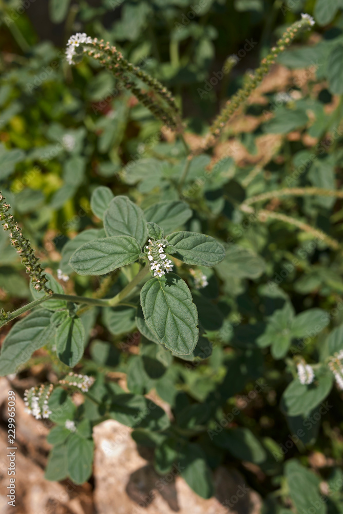 Heliotropium europaeum 