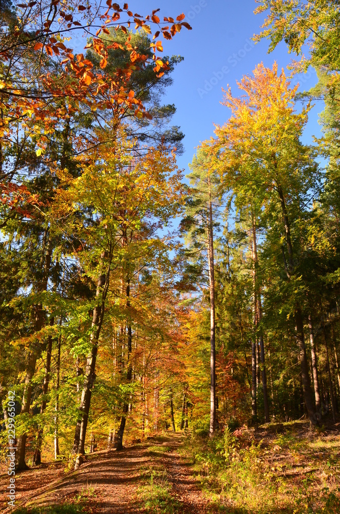 Fototapeta premium Herbststimmung im Wald