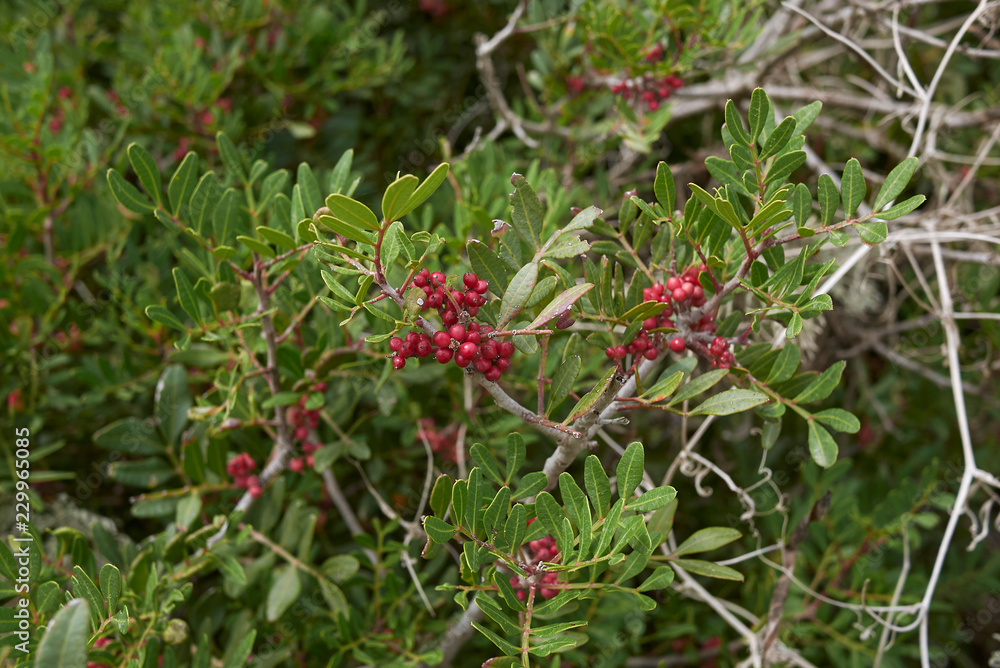 Pistacia lentiscus Pistacia lentiscus