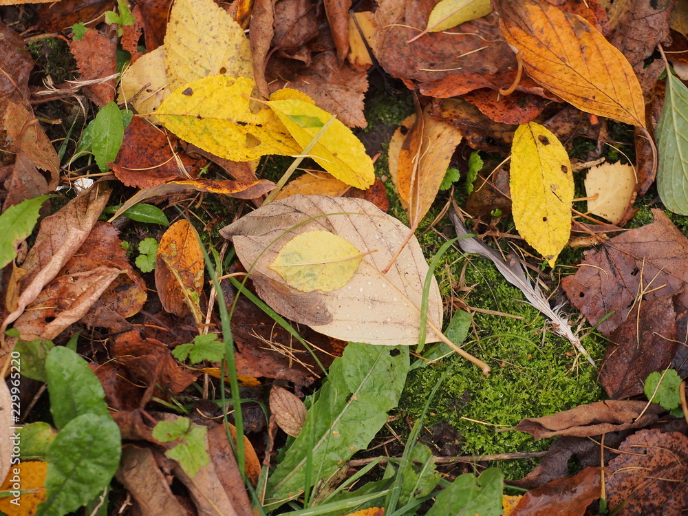 On the ground are fallen autumn leaves. On leaves breath rain. On the ground are fallen autumn leaves. On leaves breath rain.
