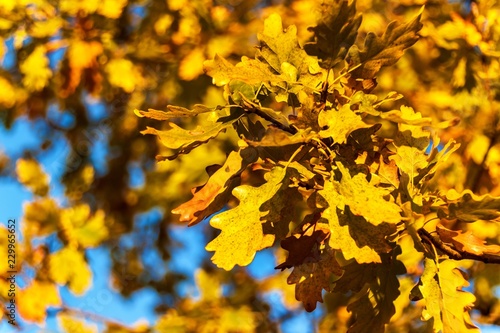 Autumn landscape. Autumn oak leafes  blurred background. Ecological background - oak leaves and bright sun