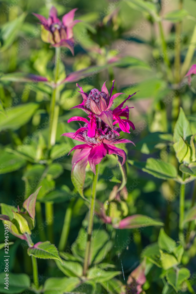 Fototapeta premium Monarda didyma (Scarlet beebalm) 