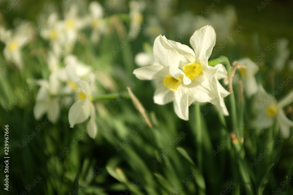 A group of white narcissus in the garden, Spring landscape. A group of white narcissus in the garden, Spring landscape.