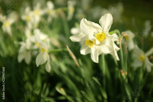 Fototapeta Naklejka Na Ścianę i Meble -  A group of white narcissus in the garden, Spring landscape.