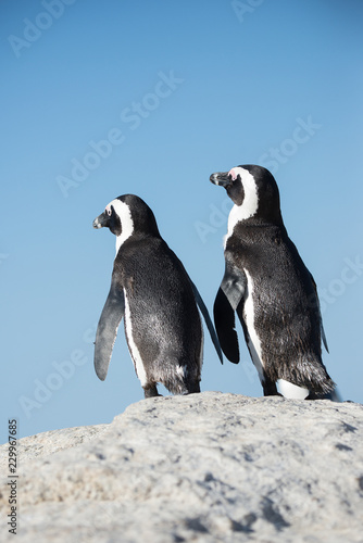 African penguins in Boulders Beach (Cape Town-South Africa) photo