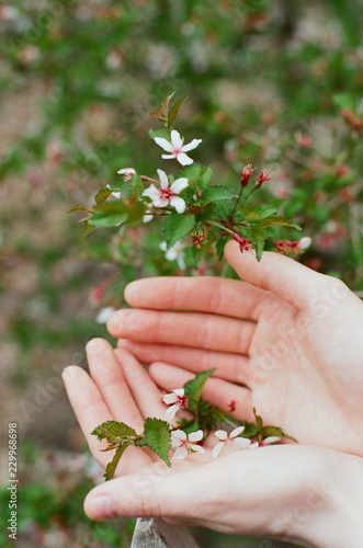 Woman's hands in cherry blossom