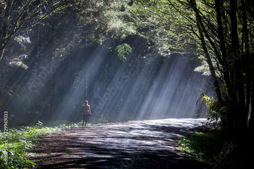 A young woman walking on a road through a forest filled with fog and sunlight