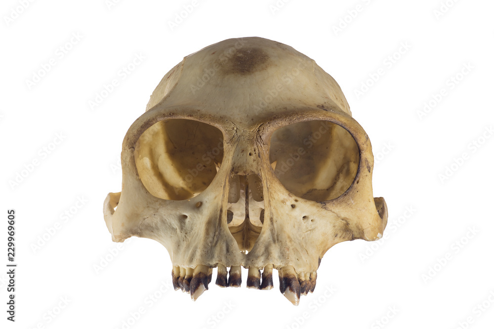 Monkey skull front view on white background Monkey skull front view on white background