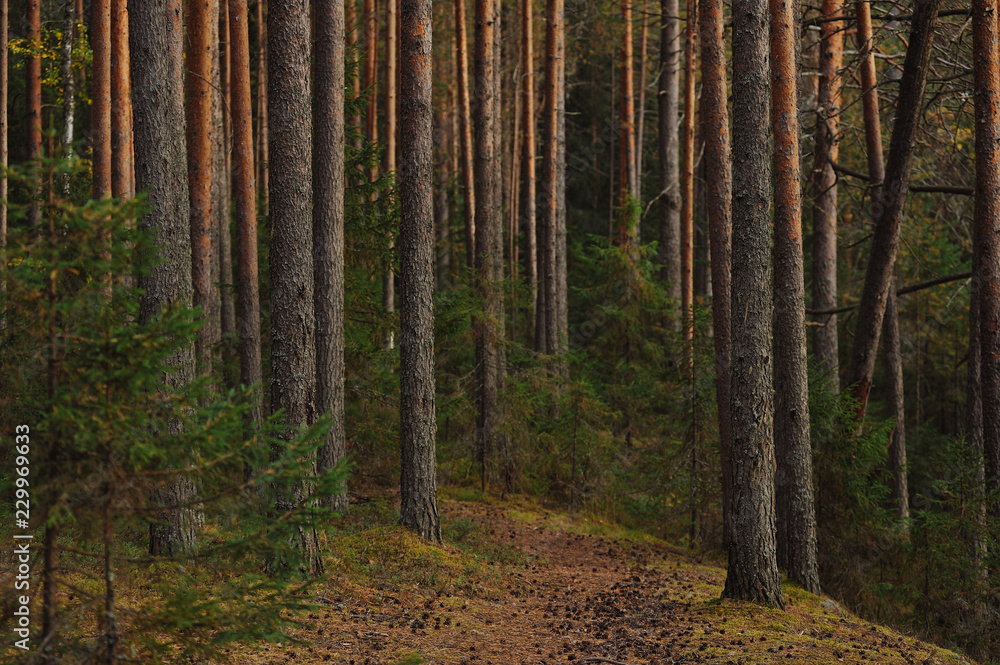 Fototapeta premium The breath of autumn