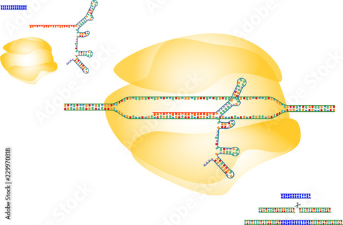  CRISPR/Cas9