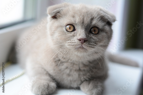 Wallpaper Mural kitten cat scottish straight, lop-eared fluffy, animal Torontodigital.ca