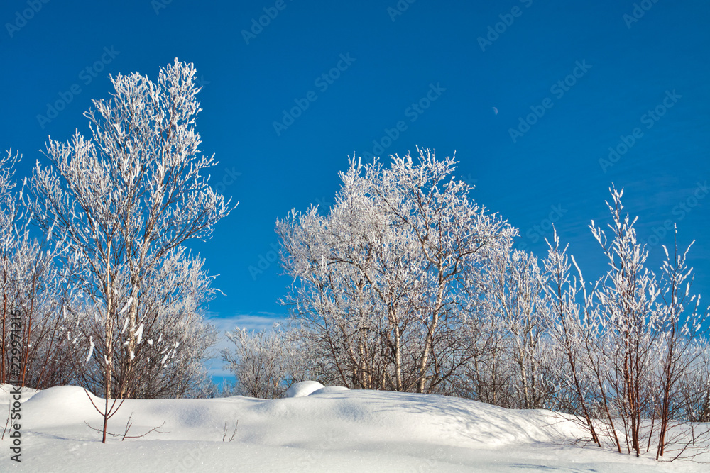 winter landscape with trees and blue sky winter landscape with trees and blue sky