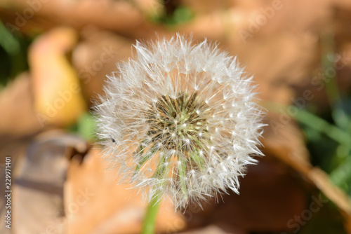 Fototapeta Naklejka Na Ścianę i Meble -  Dandelion seed head
