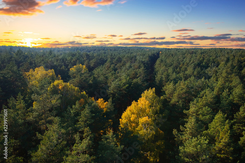 Beautiful autumnal forest at sunset in Poland