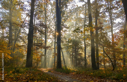 Morning freshness in a beautiful autumn face, a ray of sunshine passes through the branches of redays at dawn