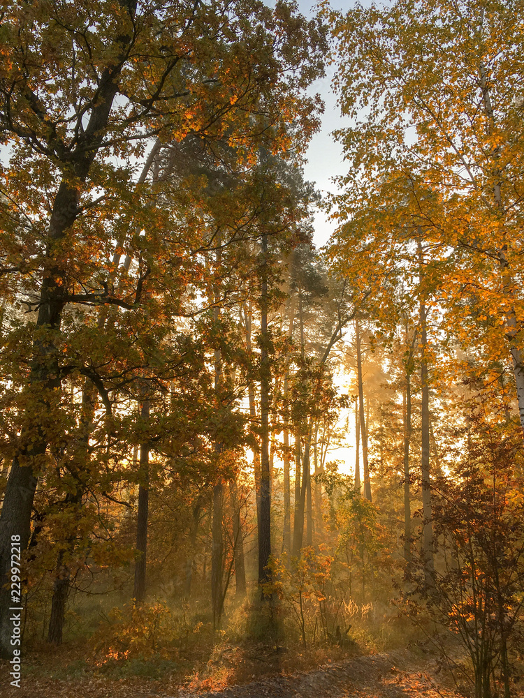 Obraz premium Morning freshness in a beautiful autumn face, a ray of sunshine passes through the branches of redays at dawn