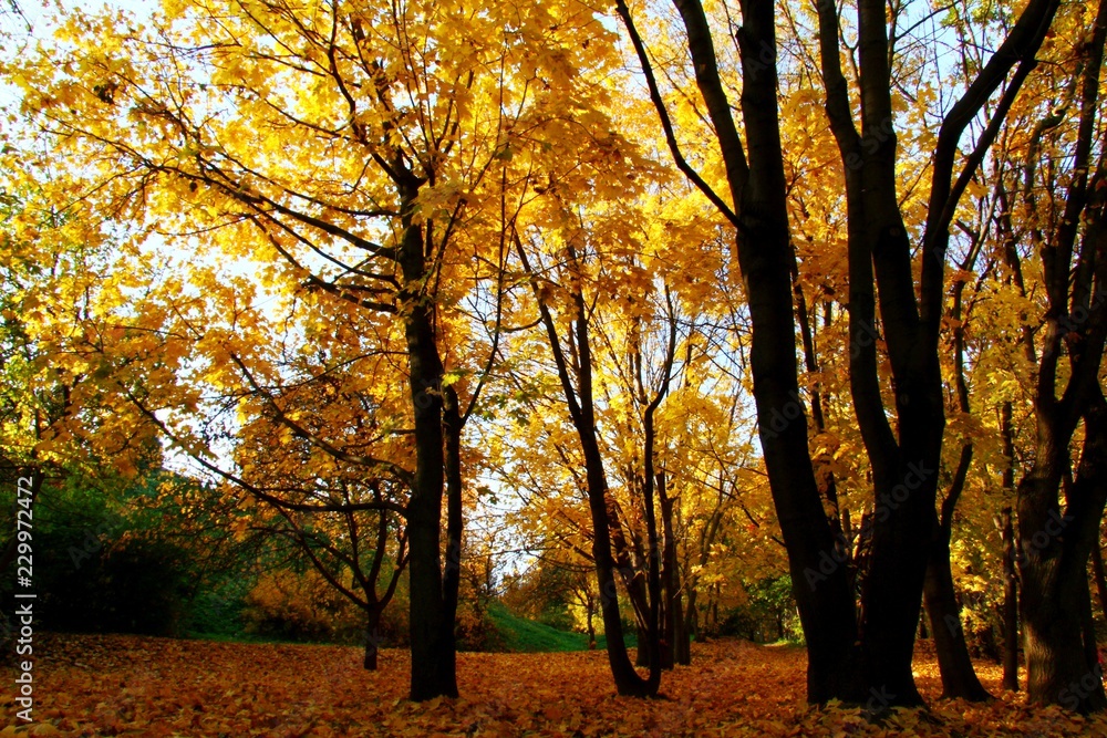 Fototapeta premium Autumn. Kolomenkoe.