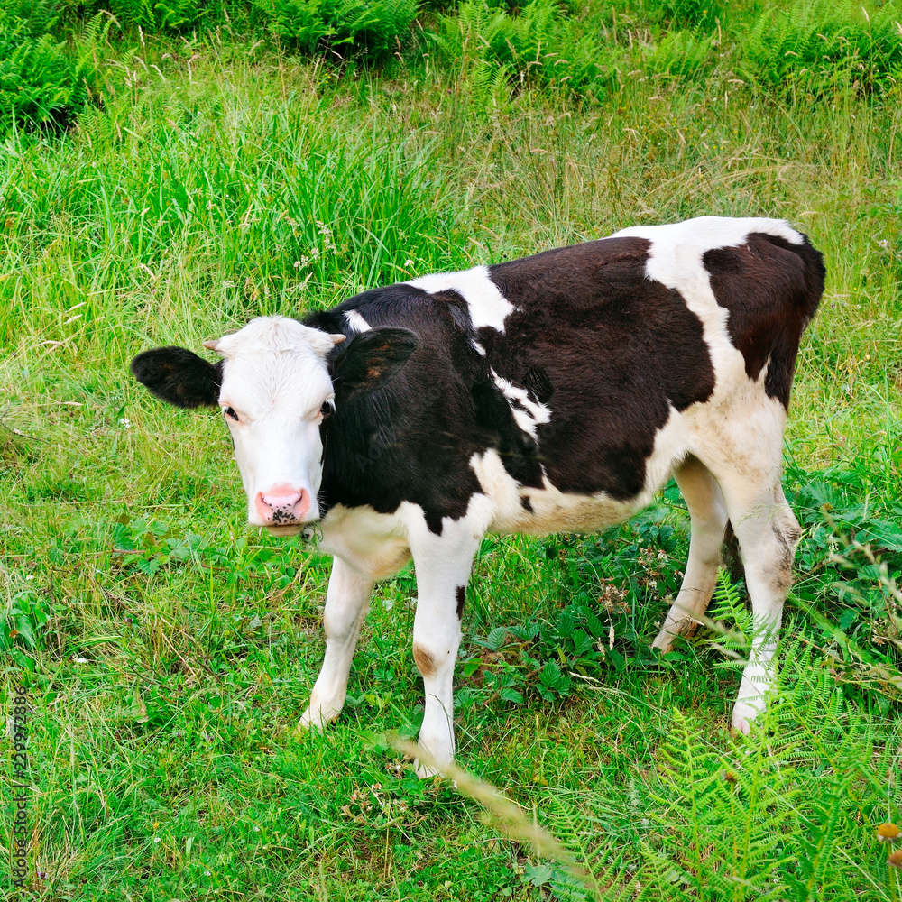 Beautiful black and white little calf in green grass. Beautiful black and white little calf in green grass.