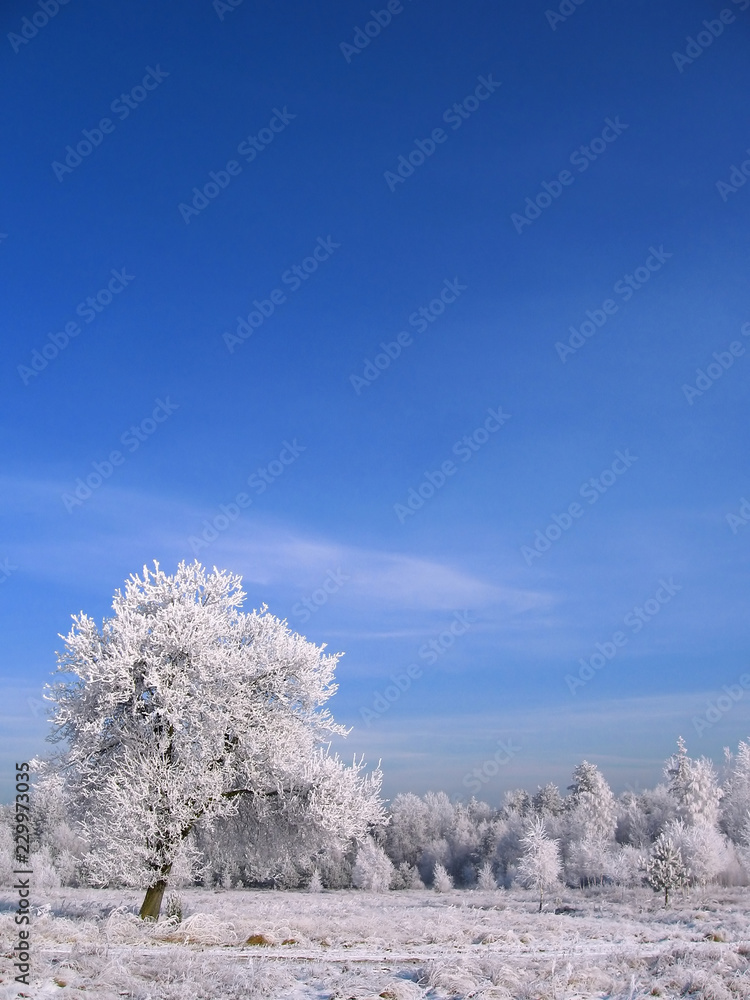 Frosty trees Frosty trees