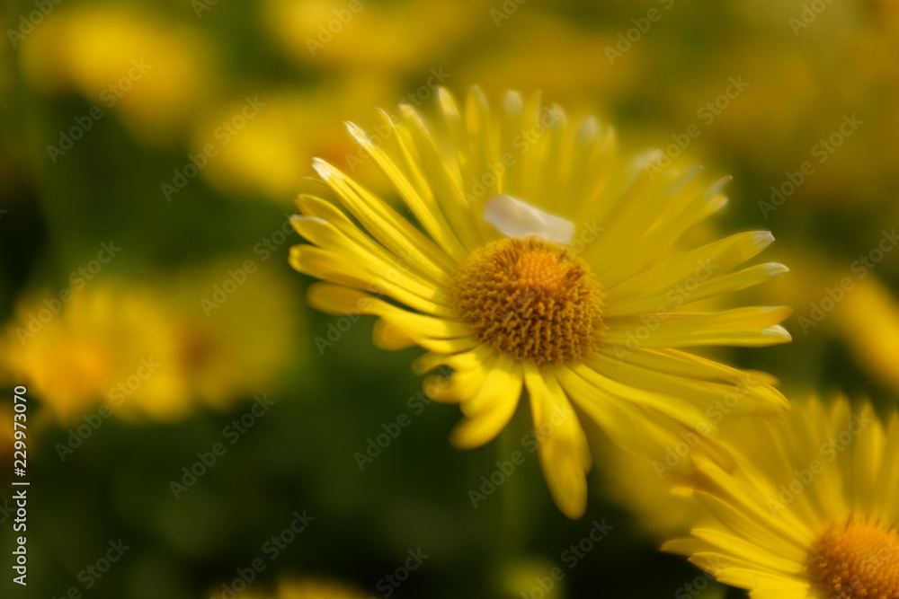 Doronicum columnae, yellow daisy flowers field background Doronicum columnae, yellow daisy flowers field background
