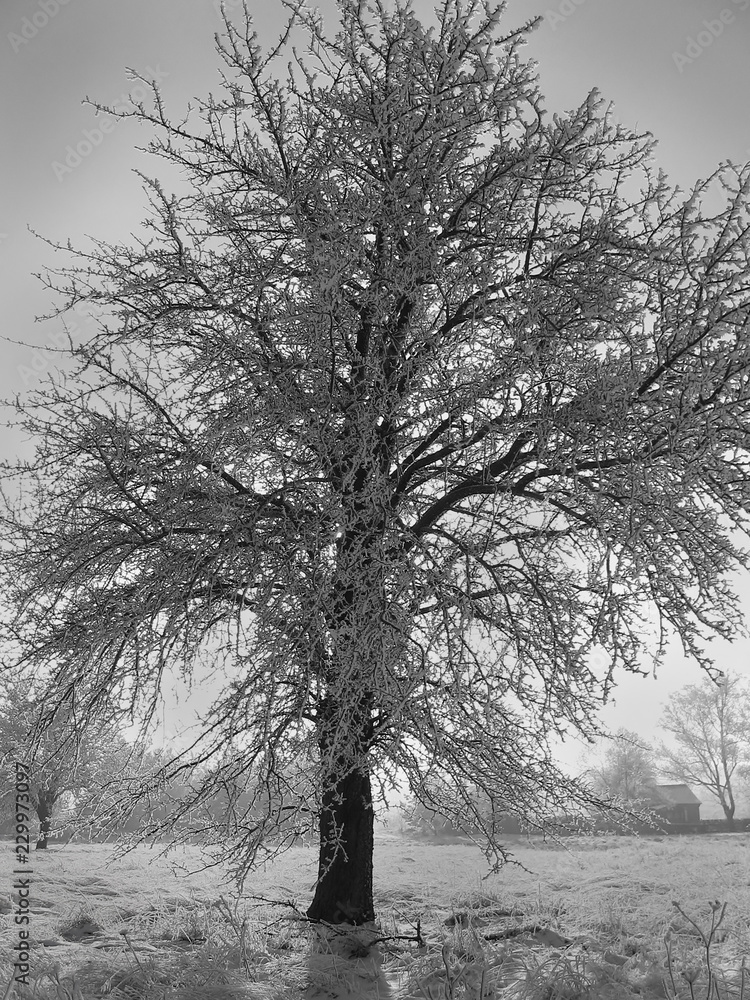 Frosty trees