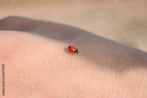 ladybug on the hand, close-up