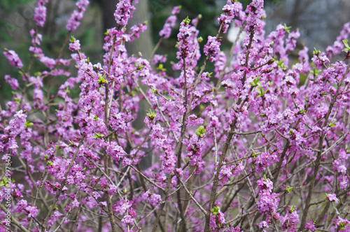 Fototapeta Daphne mezereum or february daphne or mezereon or spurge laurel purple spring fl