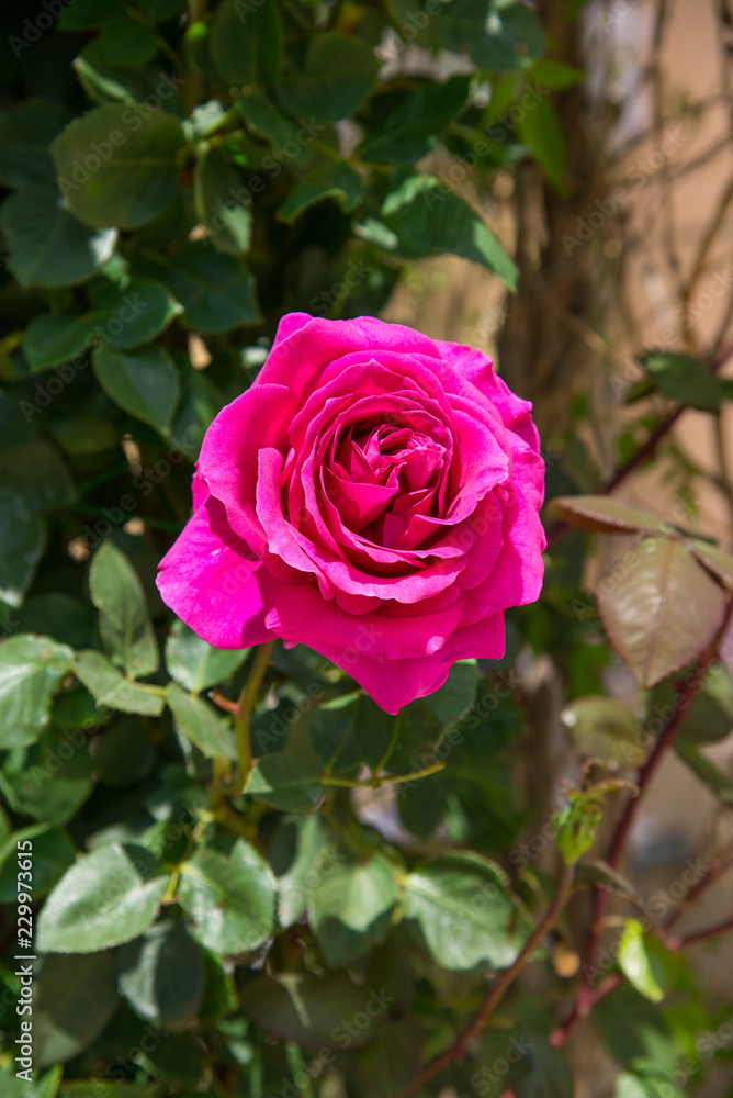 Red rose and bud on bush Red rose and bud on bush