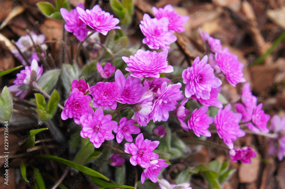 Hepatica nobilis rosea plena pink spring flowers Hepatica nobilis rosea plena pink spring flowers