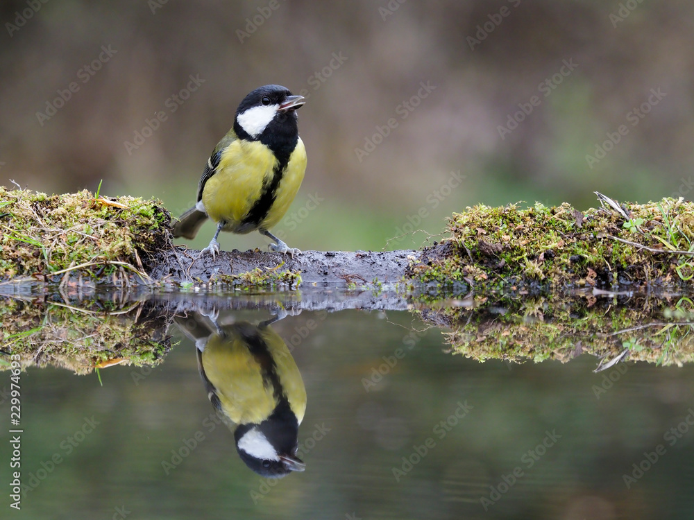 Fototapeta premium Great tit, Parus major