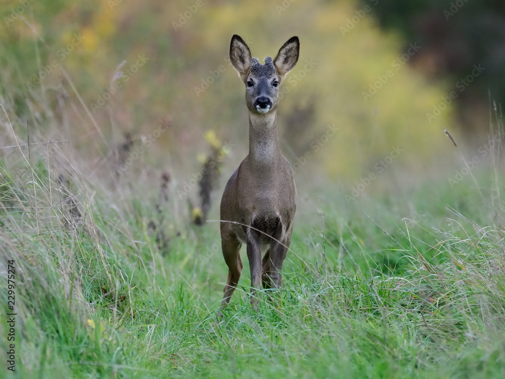 Fototapeta premium Roe deer, Capreolus capreolus