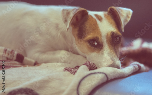 Portrait of purebred dog Jack Russell Terrier while lying on a couch