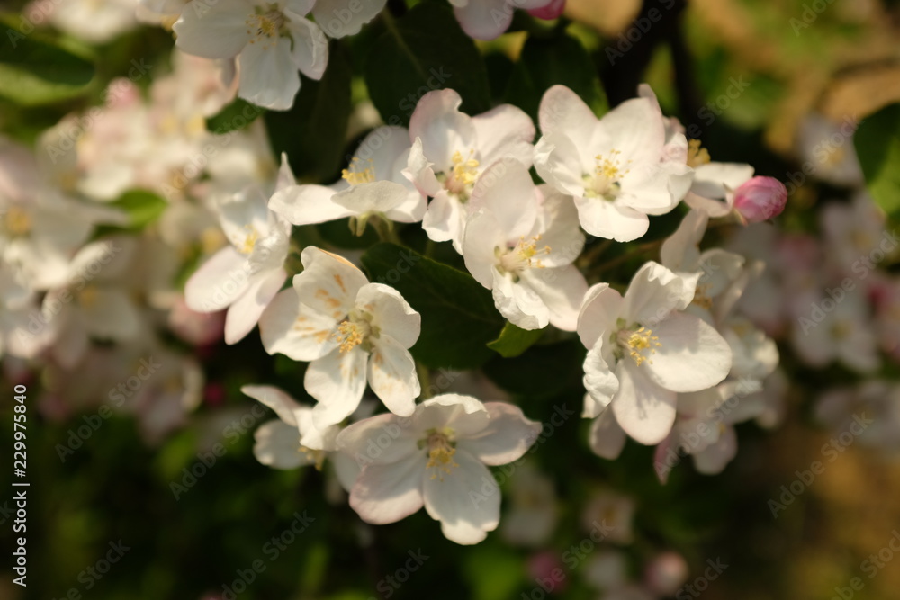 Detail of white and pink apple blossoms in spring