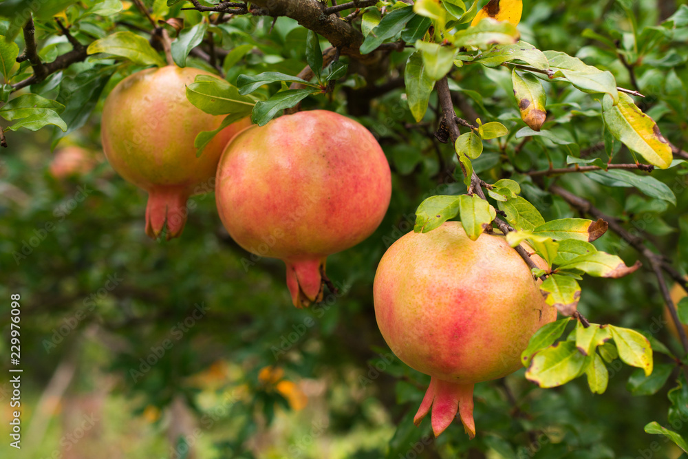 Pomegranates on the tree in the orchard Pomegranates on the tree in the orchard