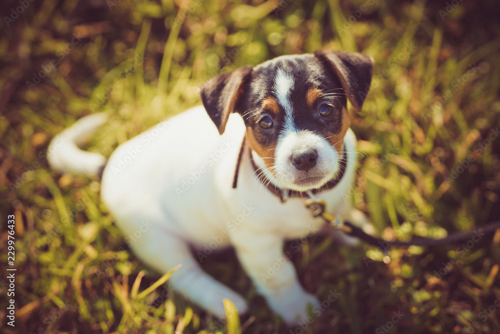 Portrait of purebred puppy jack russell terrier in grass in the meadow