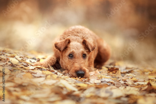 Irish Terrier breed lies on autumn leaves and sad.