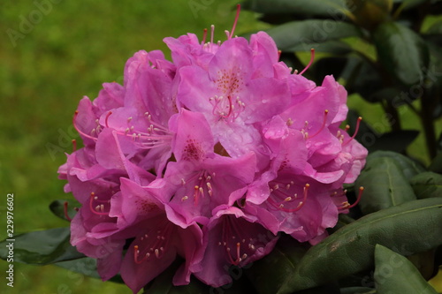 Close-up Rhododendron SPP