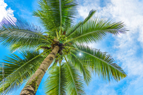 palm tree on background of blue sky