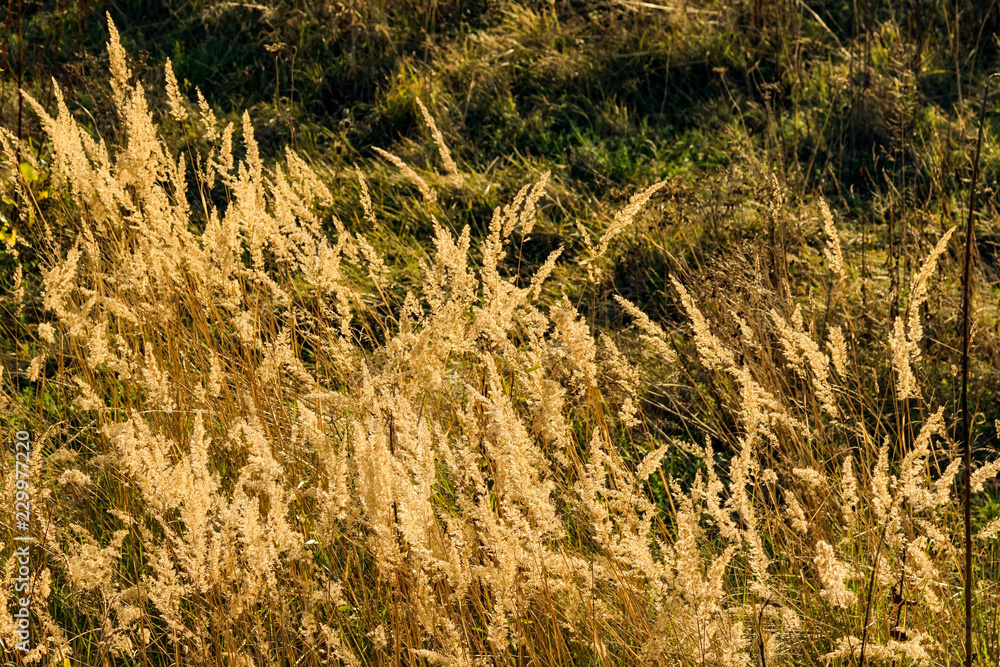 Obraz premium Grasblüte