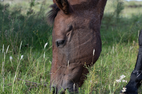 Caballo marron photo