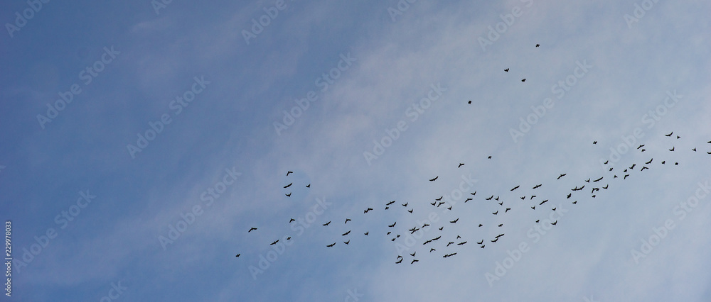 Obraz premium Sky with birds