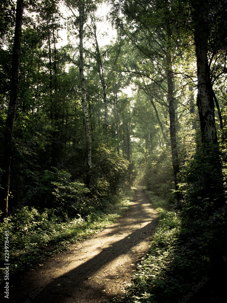 Obraz premium leśna ścieżka