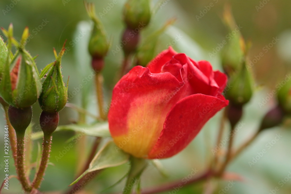 red rose flower with yellow shade red rose flower with yellow shade