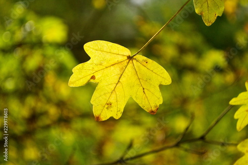 yellow maple leaves on a background