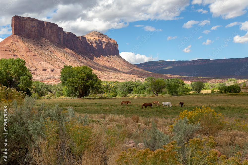 Horses grazing in a pasture below a large mesa 