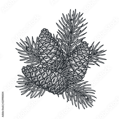 Pine cone with branch on a white background. 