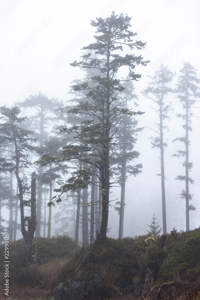 Trees in the morning mist Trees in the morning mist